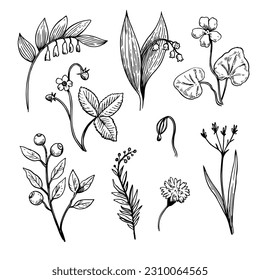 Set of black and white botanical elements. Outline sketch contour illustration of wild forest plants, flowers and berries. Stylized doodle ink drawing of herbs for design.