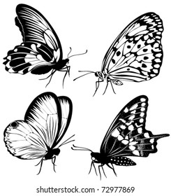 Set  black white butterflies of a tattoo