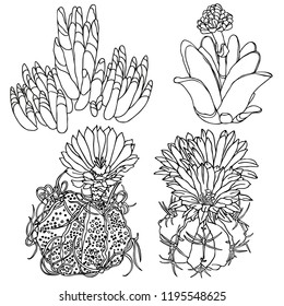 Set of black and white cactus. Vector illustration. Prickly cactus. Realistic graphics, tattoo. Vintage paintings, postcard, background, wallpaper. Home decor. Interior decoration. Best gift