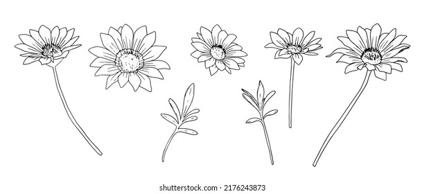 Set with black and white chamomile flowers and leaves. Collection with floral linear design elements