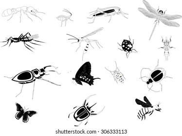 Set of black white colored insects isolated on white