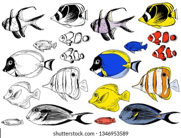 Set of black and white and colored tropical fishes. Hand drawn vector. Isolated elements for design.