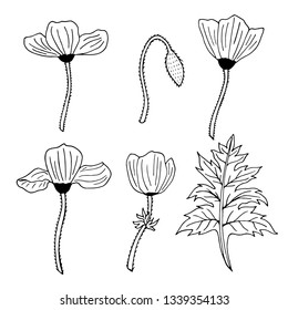 Set of black and white contour poppies, poppy Bud and leaf. Pack of monochrome outline flowers. 