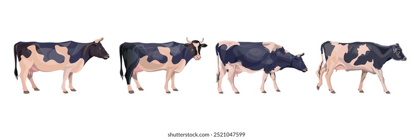 Set of black and white cows in different poses arranged in a row. Dairy cattle. Farm animals. Vector illustration isolated on white background in realistic style