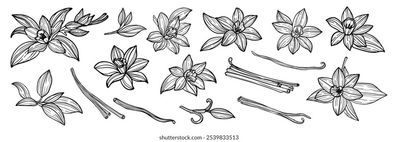 Un conjunto de dibujos en blanco y negro de flores de vainilla. Los dibujos son de varios tamaños y Formas. Algunas de las flores son Grandes y otras son Pequeñas