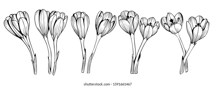 Set of black and white graphic crocuses. Flowers suitable for design and tattoo.