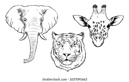 Set of black and white hand drawn wild animals. Illustration of elephant, tiger and giraffe