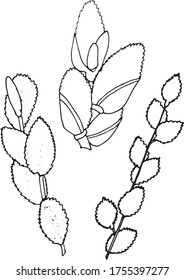 Juego de ramas de sauce dibujadas a mano en blanco y negro. EPS vectorial 10. Aplicación: imprenta para platos, papel de pared, telas, productos textiles del hogar, decoración de invitaciones, tarjetas, etc. 