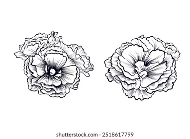 Un conjunto de Vector de flores de clavel dibujado a mano en blanco y negro