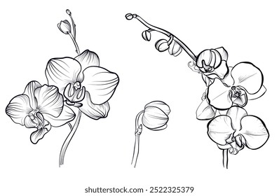 a set of black and white hand-drawn clematis flowers vector