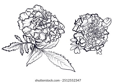 conjunto de desenhos à mão preto e branco de flores de calêndula vetor