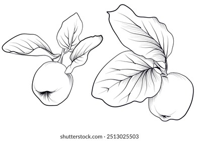 a set of black and white hand-drawn drawings of a quince tree fruit with leaves on a branch vector