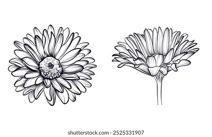 set of black and white hand-drawn gerber flowers vector