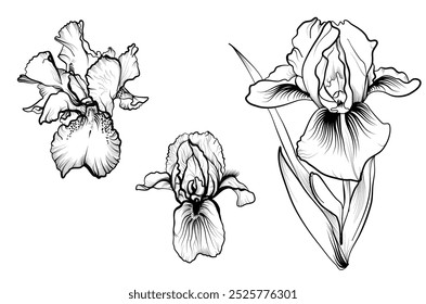 a set of black and white hand-drawn iris flowers vector