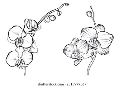 a set of black and white hand-drawn phalaenopsis orchid flowers vector