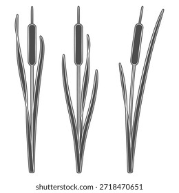 Conjunto de ilustraciones en blanco y negro con escamas, cañas. Objetos aislados del vector en el fondo blanco.