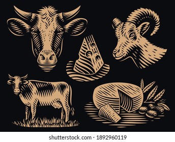 Set of black and white illustrations for cheese theme in engraving style, this set includes such illustrations as cows, goats and different pieces of cheese.