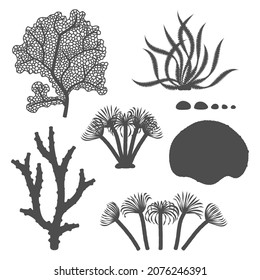 Set of black and white illustrations with corals and algae. Isolated vector objects on a white background.