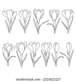 Set of black and white illustrations with crocus flowers, saffron. Isolated vector objects on a white background.