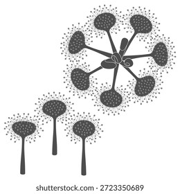 Set of black and white illustrations drosera, sundew plants. Isolated vector objects on white.