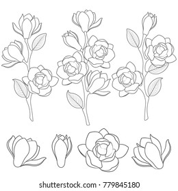 Set of black and white illustrations with flowering magnolia branches. Isolated vector objects on white background.