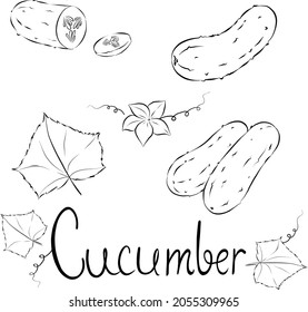 Set of black and white illustrations of garden short cucumber hand drawn sketch set of vector cucumbers, leaves and flowers for web design.