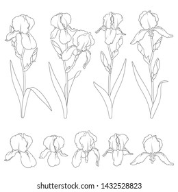 Set of black and white illustrations with iris flowers. Isolated vector objects on white background.