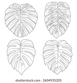 Set of black and white illustrations with monstera creeper plant leaves. Isolated vector objects on white background.