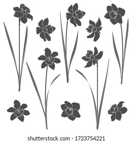 Set of black and white illustrations with a narcissus. Isolated vector objects on a white background.