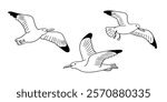 Set of black and white illustrations of seagulls in flight, showcasing different wing positions, simple outlines, and a minimalistic style on a white background