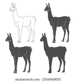 Set of black and white illustrations with shorn llama, alpaca. Isolated vector objects on white background.