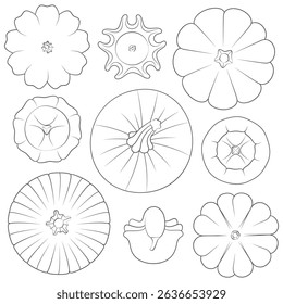 Set of black and white images with pumpkins of different types and shapes. Isolated vector objects on white background.