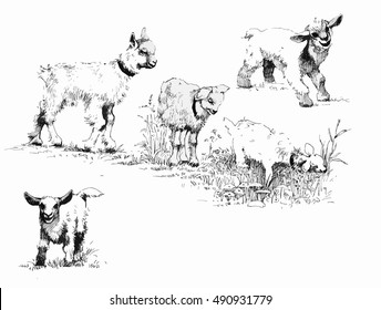 Set of black and white ink hand drawn goatlings vector