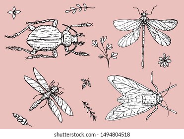 Set of black and white insects in doodle style hand drawing. Beetle, dragonfly, moth, butterfly. Isolated objects on a pink background.
