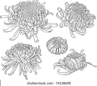 set of black and white isolated vector chrysanthemum flower blossoms. Cool for t-shirts, tattoos and design.