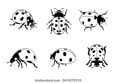 Set of black and white ladybugs. summer winged insect Vector template Ladybug isolated on white background