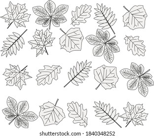 Set of black and white leaves. Icons , vector pattern