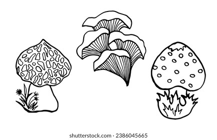 Set of black and white line art illustration with forest mushrooms, amanita, tinder fungus, morel. Black outline. Isolated objects on a white background.