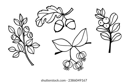 Conjunto de ilustraciones de arte de línea blanca y negra con bayas, euónimos, arándanos, arándanos, robles. Borde negro. Objetos aislados sobre un fondo blanco.
