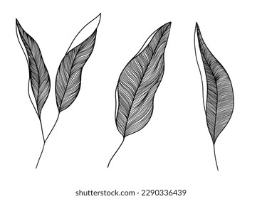 Set of black and white linear leaves. Line art. Outline botanical elements