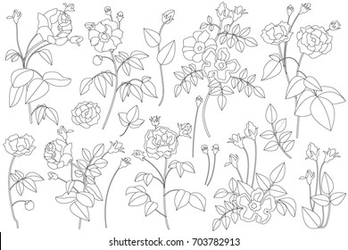 Set of black and white linear roses.