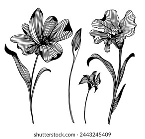 Set of black and white linear tulips. Line art. Elegant botanical elements isolated on white background. Outline floral buds, flowers, stems