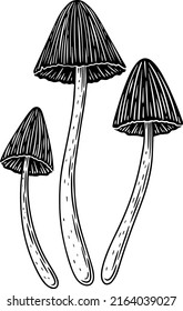 A set of black and white mushrooms.