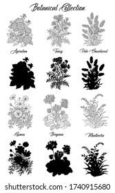 Set of black and white outline flowers - Ageratum, Tansy, Cosmos. Vector botanical illustration and silhouette, line art graphic drawing. See my full collection of plants.