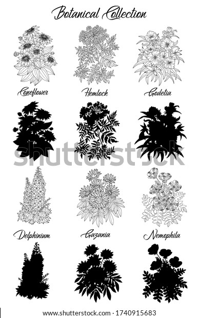 白黒の輪郭の花のセット ヘムロック デルフィニウム コンフロワー ゴデチア ネモフィラ ベクター植物イラストとシルエット ラインアートグラフィックス図面 私の植物のコレクションを全部ご覧ください のベクター画像素材 ロイヤリティフリー