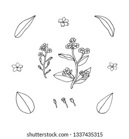 Set with black and white outline forget-me-not flowers and leaves for your design. Monochrome floral elements isolated on white background