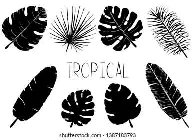 Set of black and white palm leaves. Isolated silhouettes of tropical plants  on white background.