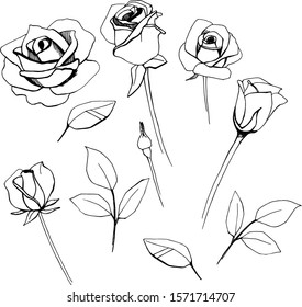 Set with black and white roses. Vector image.