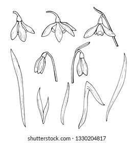 Set of black and white snowdrops. Collection isolated flowers on white background for your design. 