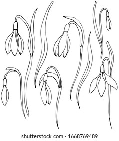 Set of black and white snowdrops. Set isolated Spring flowers on white background for your design. Floral nature. Vector isolate element. EPS 8
